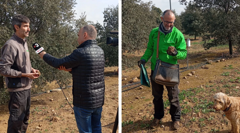 COSMOS Project Features on TV3 Showcasing Innovative Truffle Agroforestry Systems
